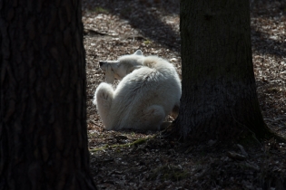 Wildlife_16