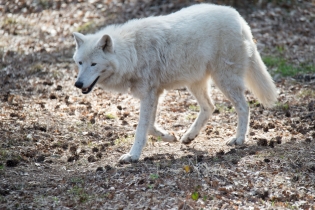Wildlife_17