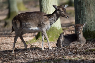 Wildlife_18
