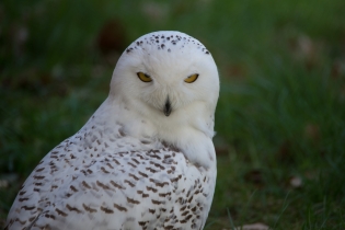 Wildlife_1