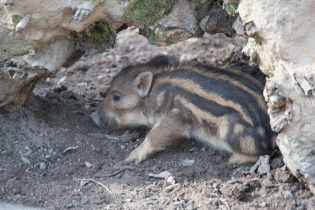 Wildlife_23