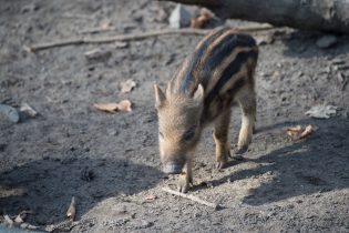 Wildlife_25
