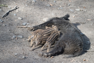 Wildlife