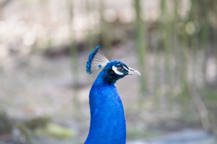 Wildlife_27