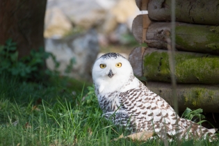 Wildlife_31