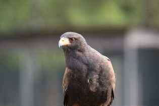 Wildlife_34