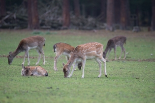 Wildlife_36