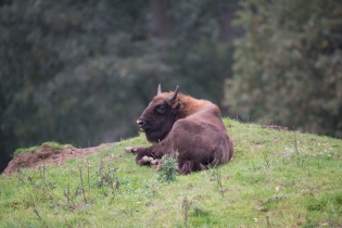 Wildlife_38