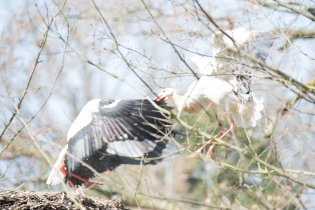 Wildlife_6