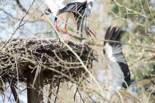 Wildlife_7